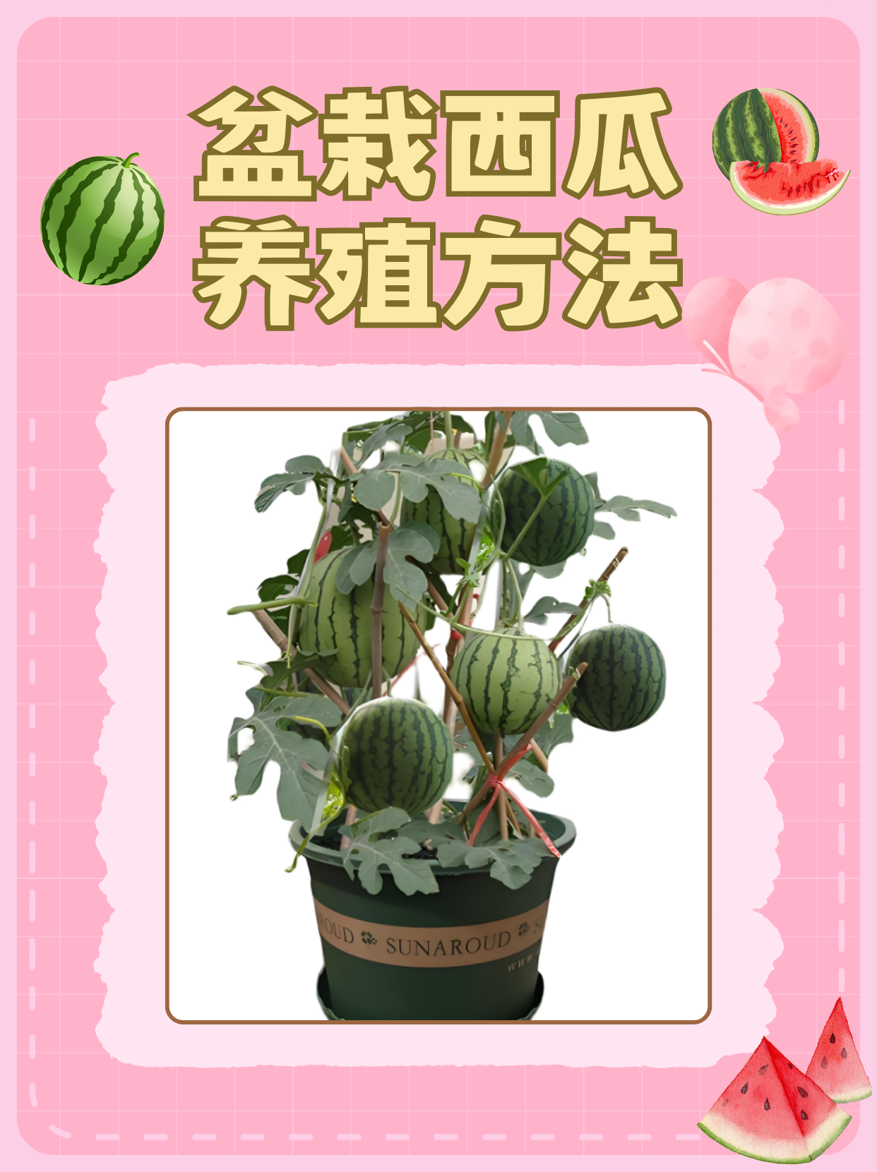 怎么培育西瓜苗(培育西瓜苗用什么培育)