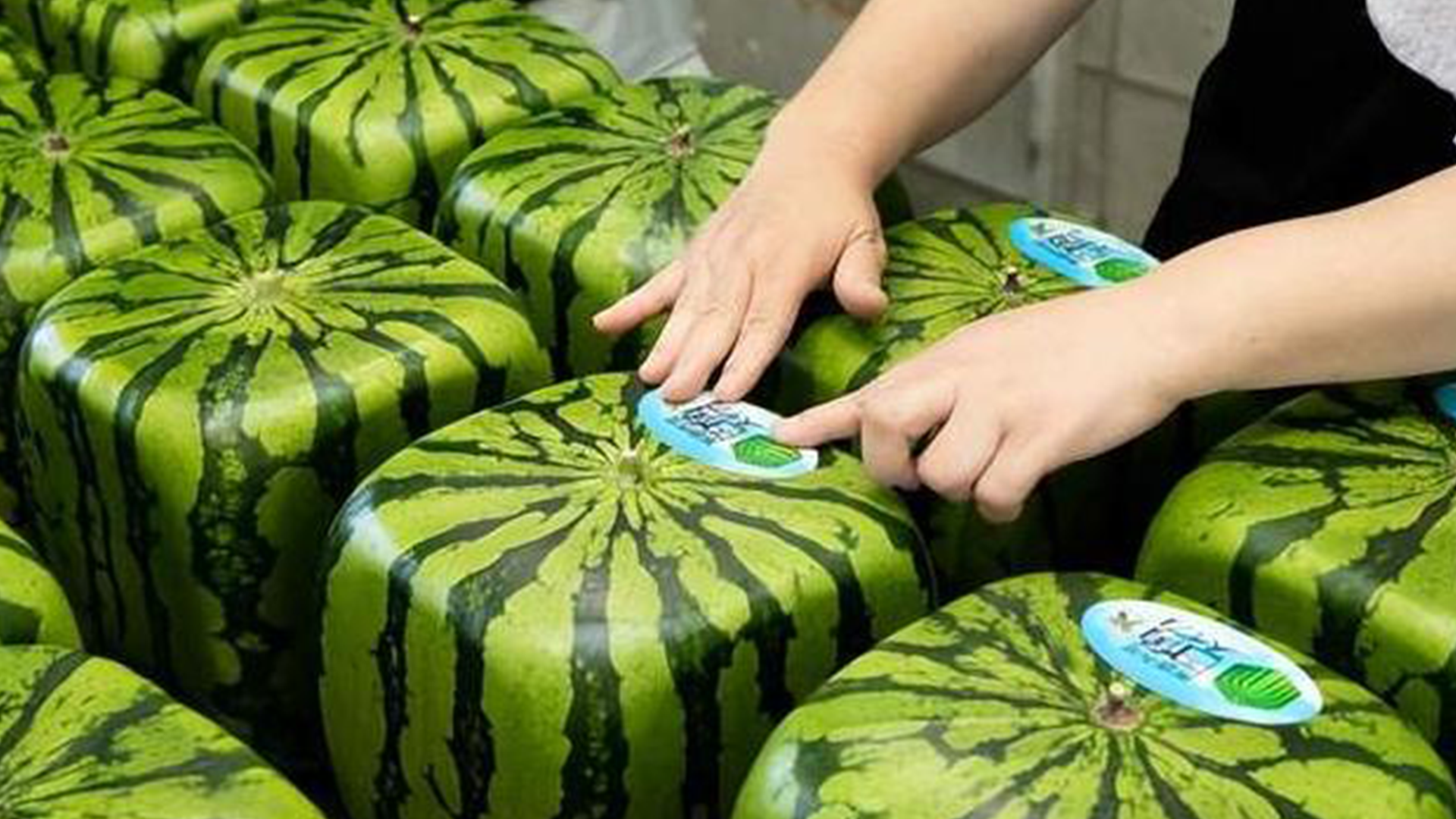 日本进口西瓜品种(日本西瓜种哪种最好)