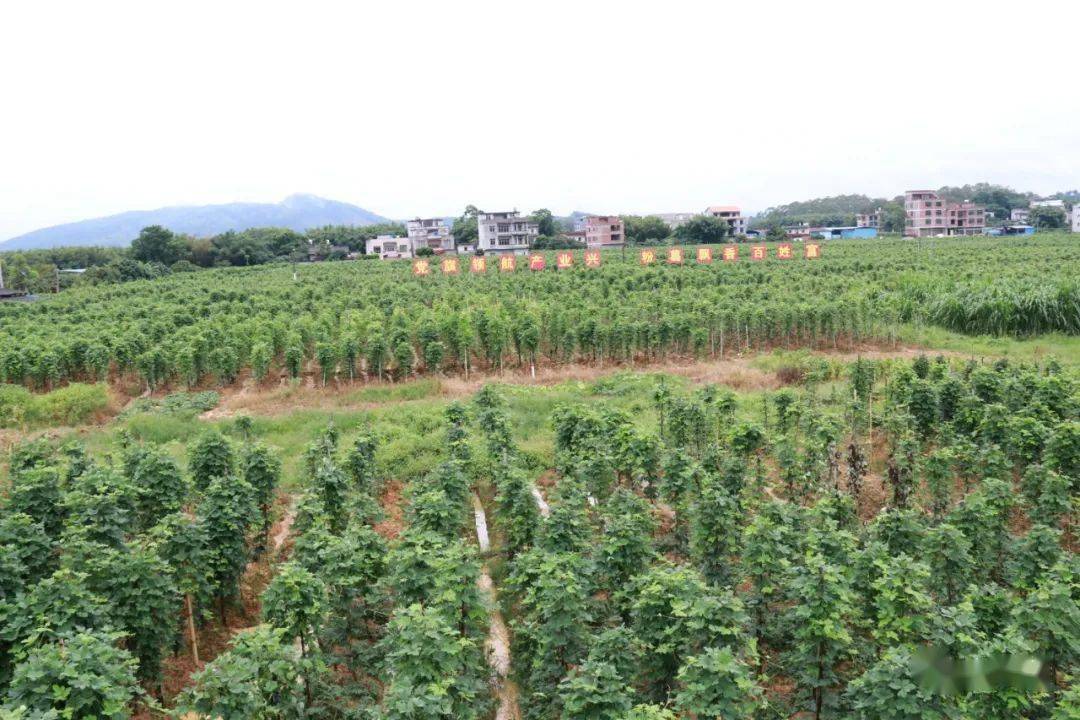 粉葛的种植(粉葛栽培技术)