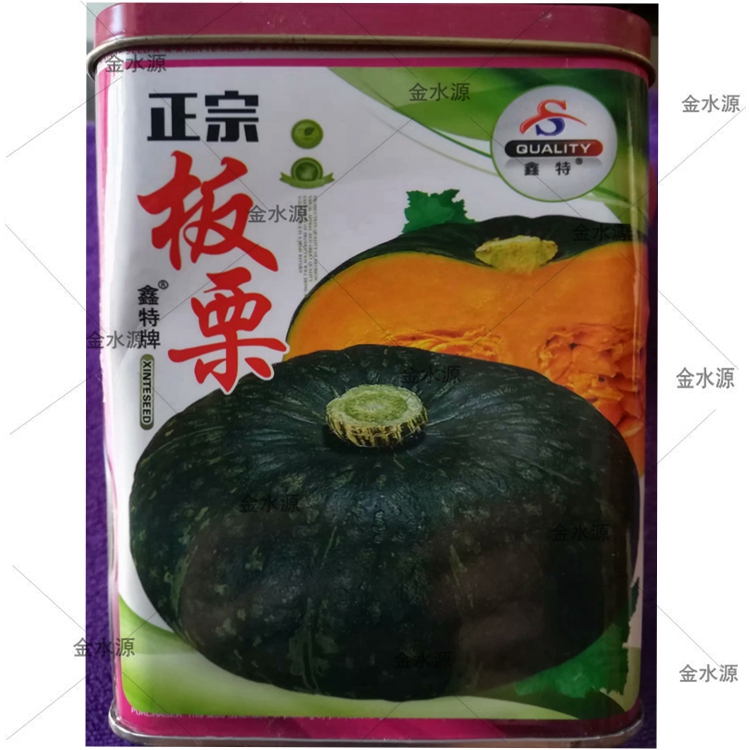 板栗南瓜怎么种植(板栗南瓜怎么种植搭架)