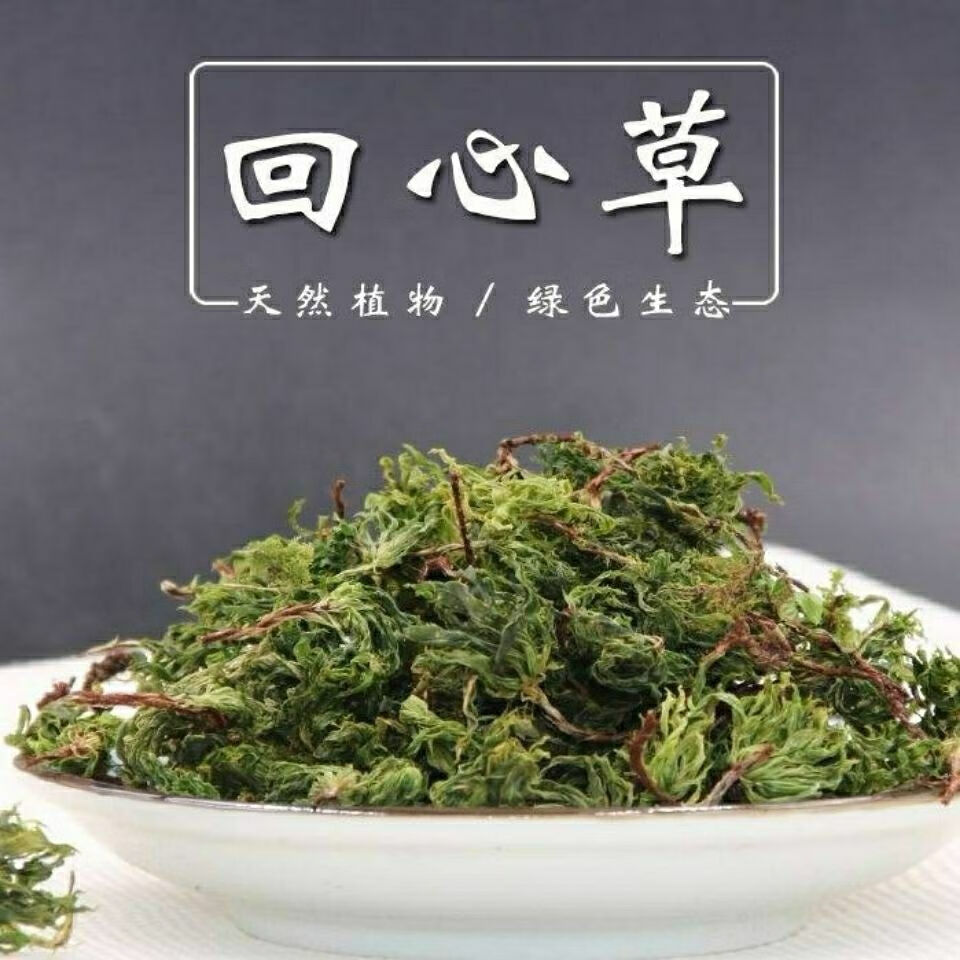 归心草功效(归心草功效与图片与作用是什么)