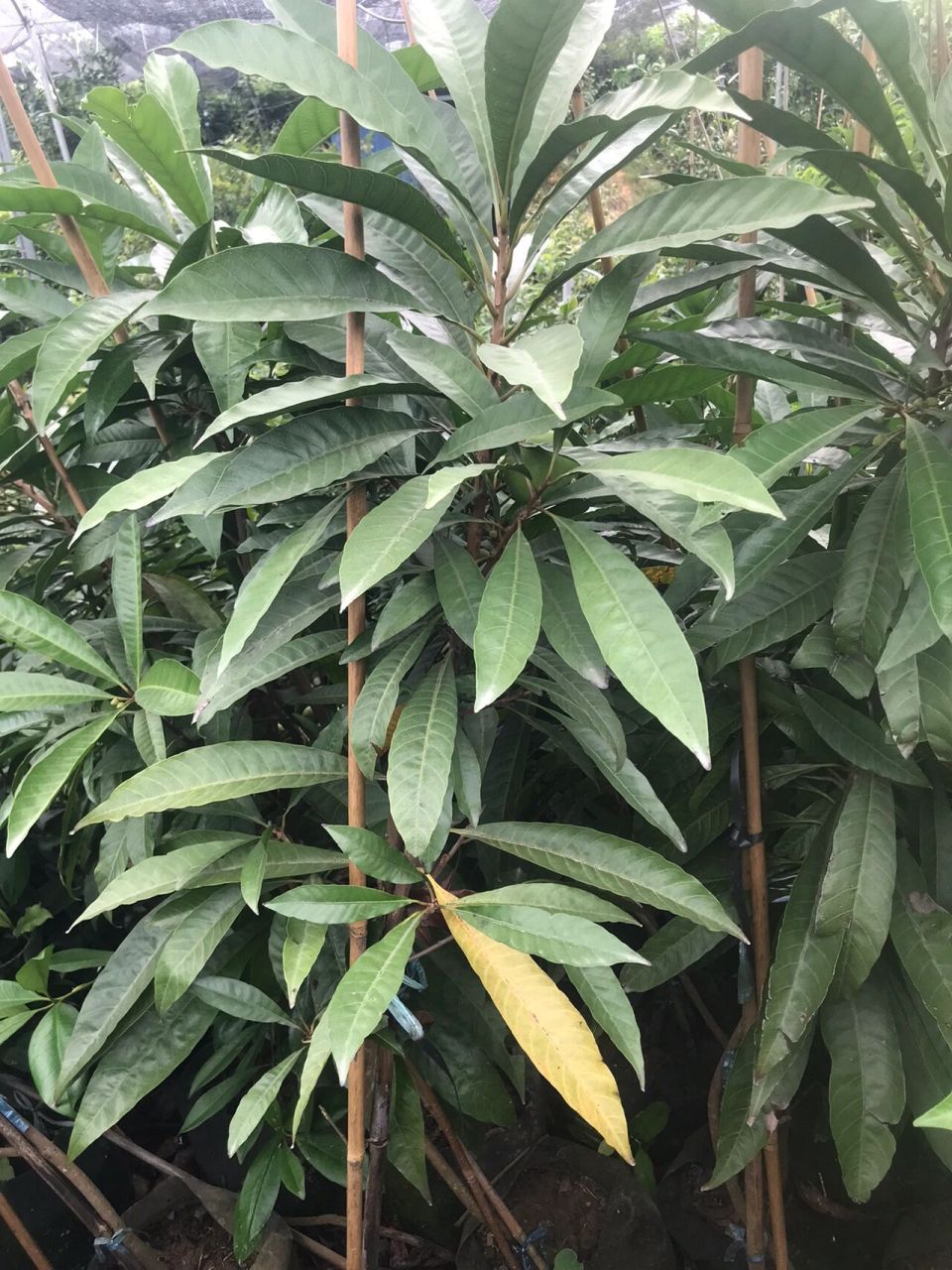 蛋黄果种植的盆栽方法(蛋黄果种植的盆栽方法图片)