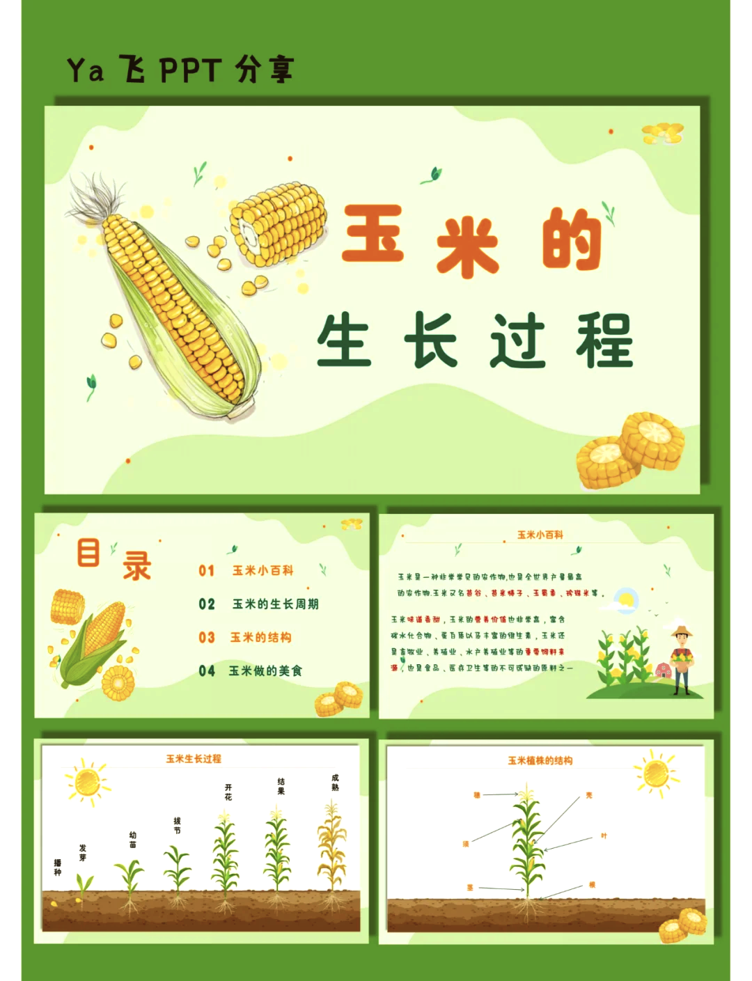 玉米的播种方法有哪些(玉米播种方法和注意事项)