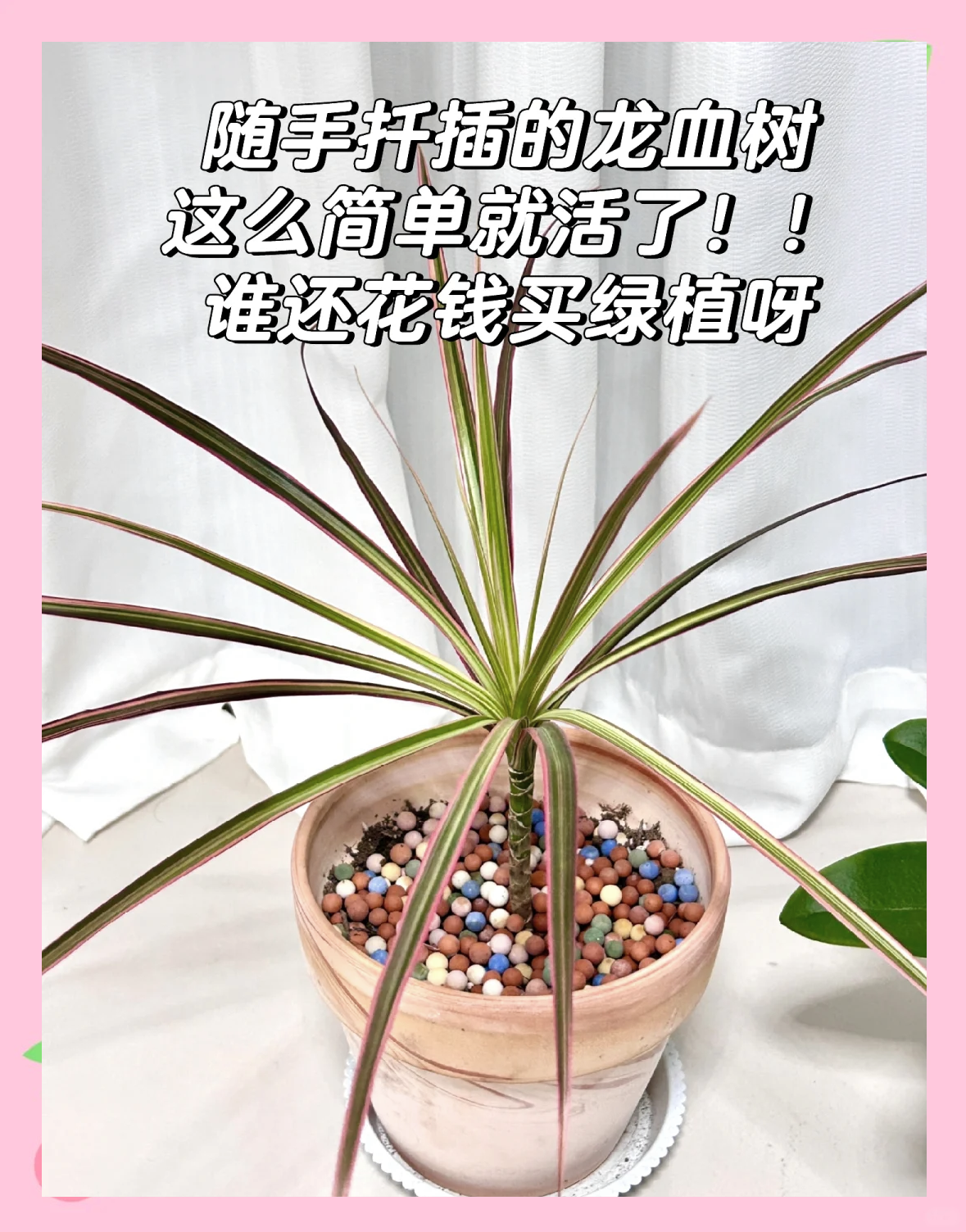 铁树怎么繁殖方法(铁树繁殖方法和病虫害防治)