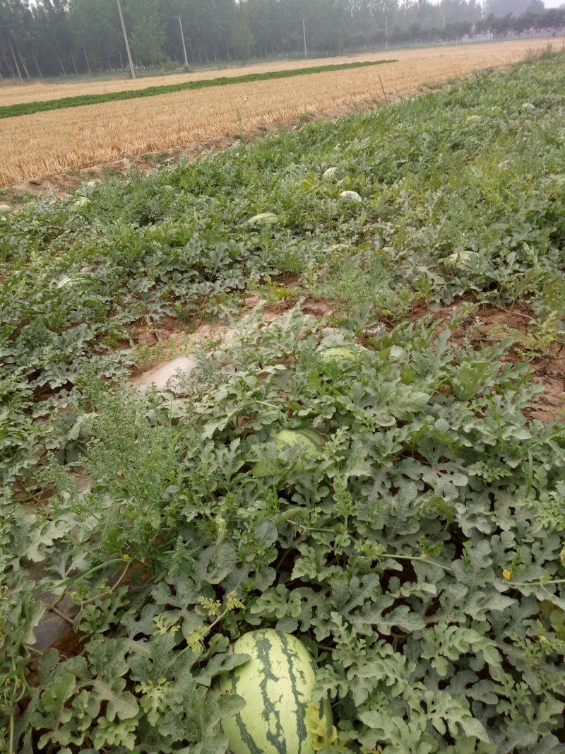 西农八号西瓜栽培技术(西农8号西瓜是谁育成的)