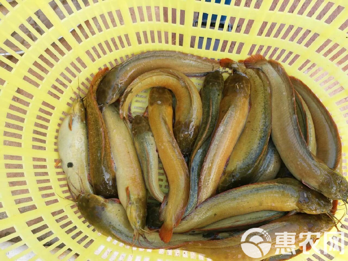 塘鲺养殖技术(塘鲺养殖技术注意事项)