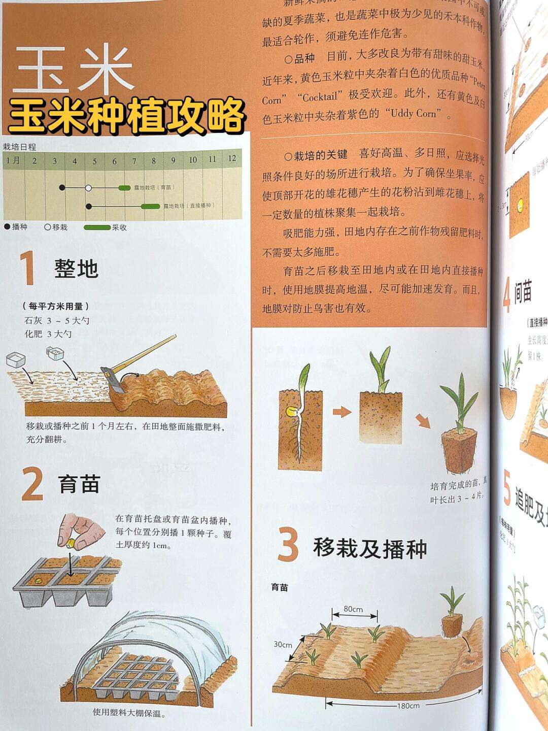 玉米栽培技术规程(玉米栽培技术规程最新)