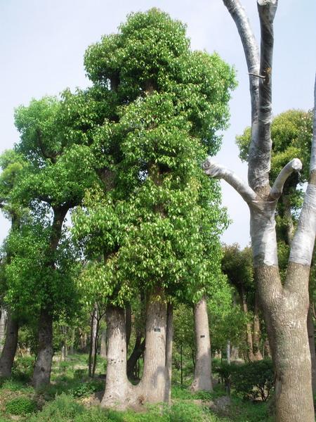 冬天如何种香樟树(冬天移栽香樟树多久发芽)