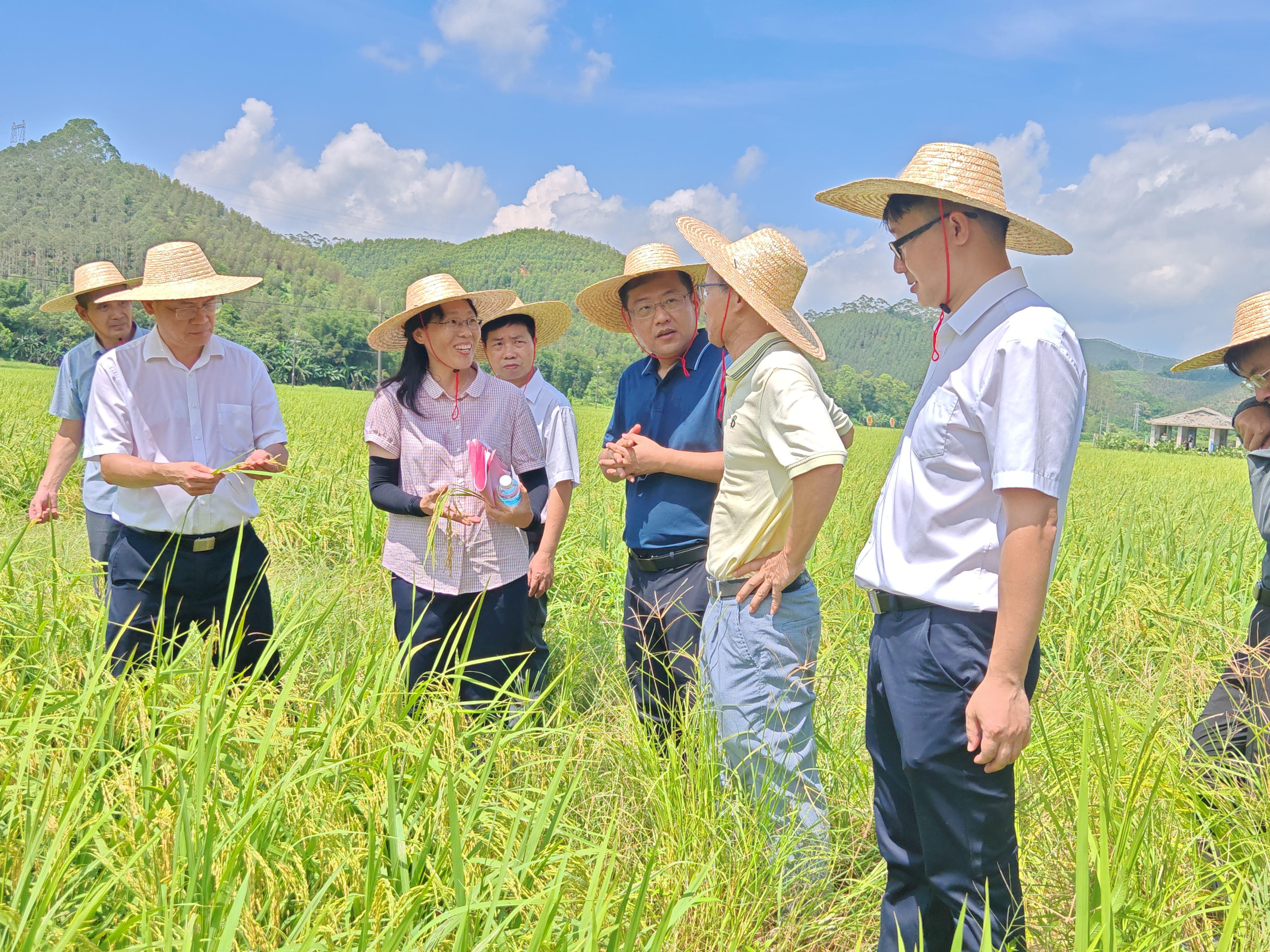 水稻技术种植知识讲座(水稻技术种植知识讲座内容)