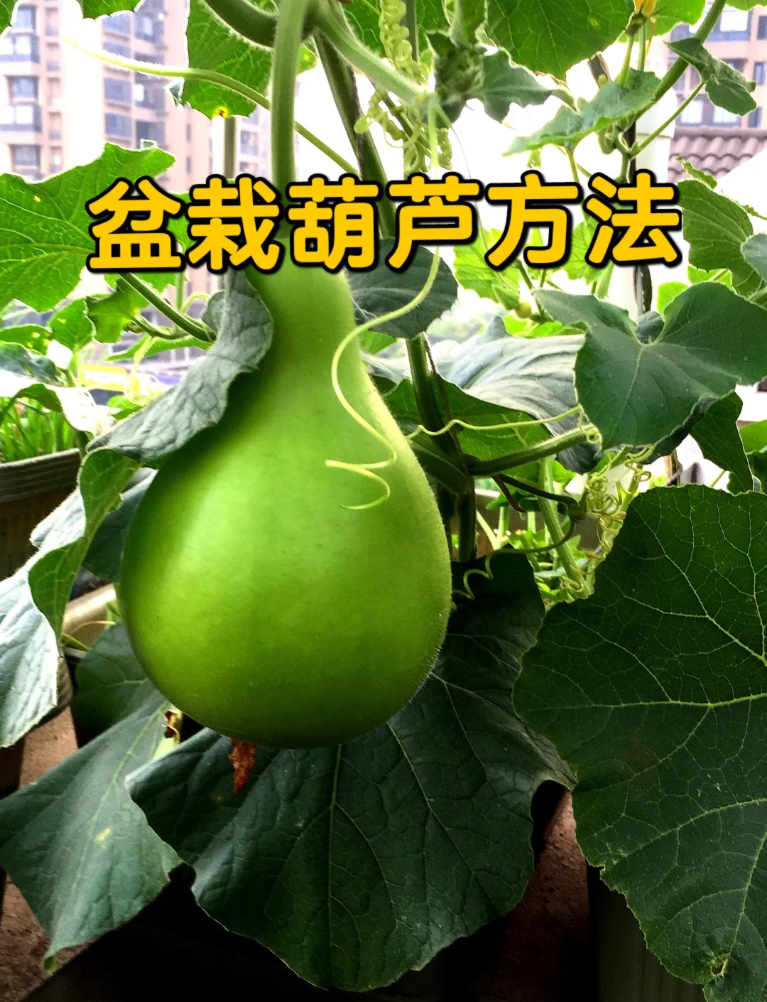 葫芦养殖方法(葫芦养殖方法和注意事项)