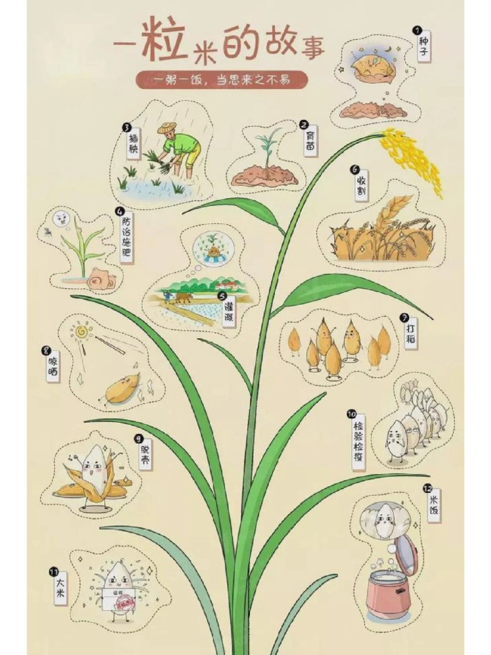 水稻种植技术方案(水稻种植技术与管理)