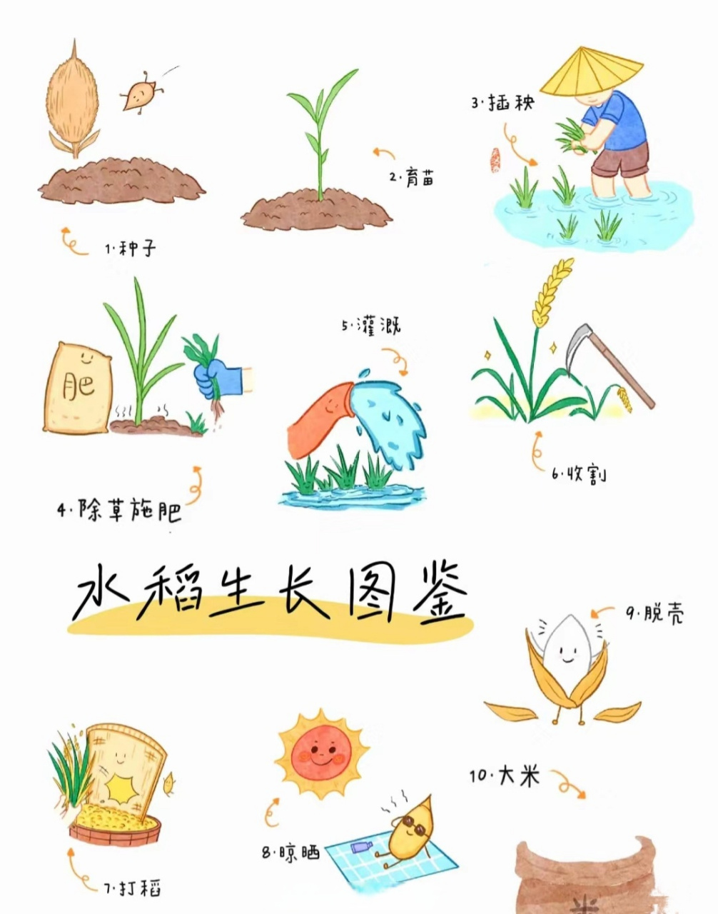 水稻种植技术方案(水稻种植技术与管理)