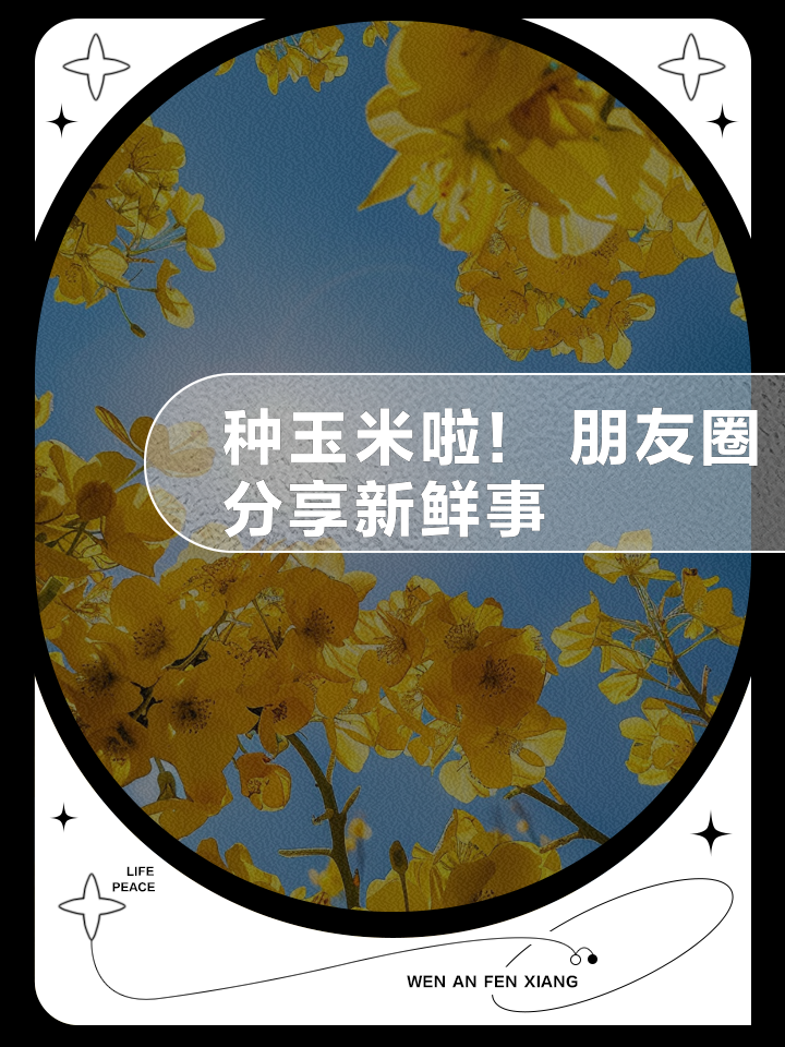 种玉米节气(玉米的播种节气和收获节气)