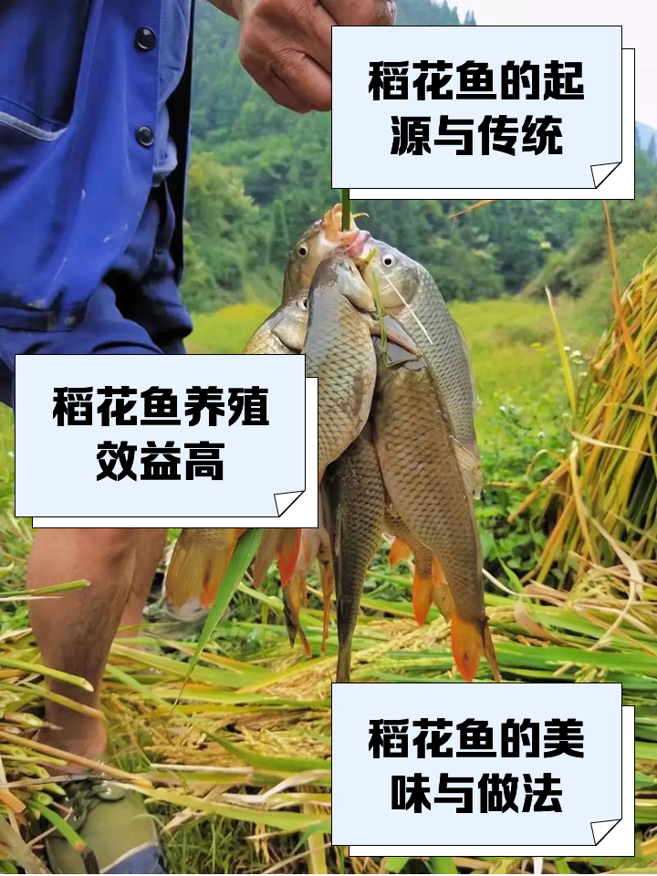稻鱼养殖技术(稻鱼养殖技术视频)