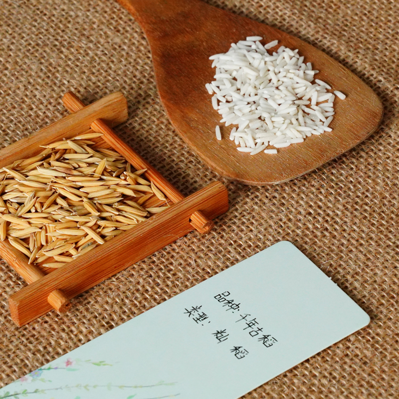 老品种稻谷种子(老品种稻谷种子有哪些)