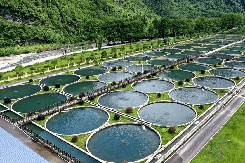 水产养殖市场前景(目前水产养殖业什么前景好)