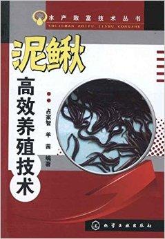 泥鳅养殖技术教程(泥鳅的养殖技术和经济效益如何)