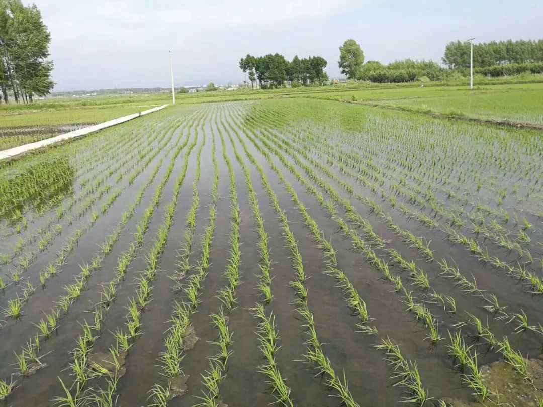 水稻田种植什么赚钱(水稻田种植什么赚钱快)