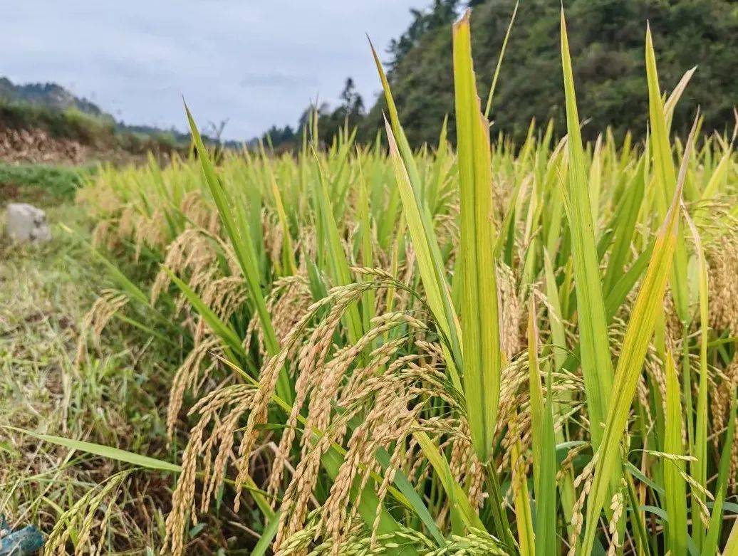 水稻田种植什么赚钱(水稻田种植什么赚钱快)