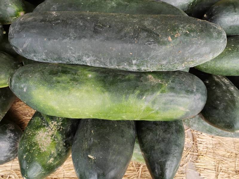 天台种冬瓜(露天冬瓜种植技术视频)