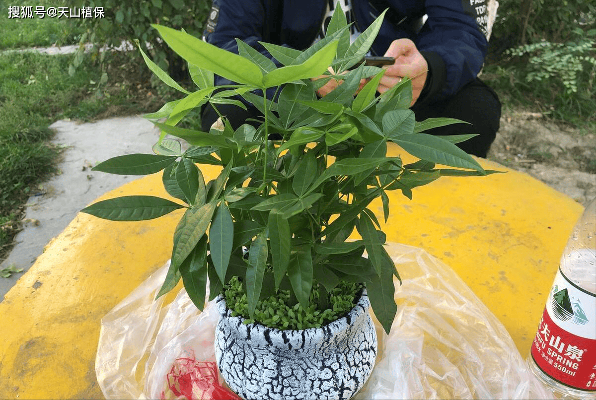 八方来财养殖方法(八方来财怎样养才茂盛)