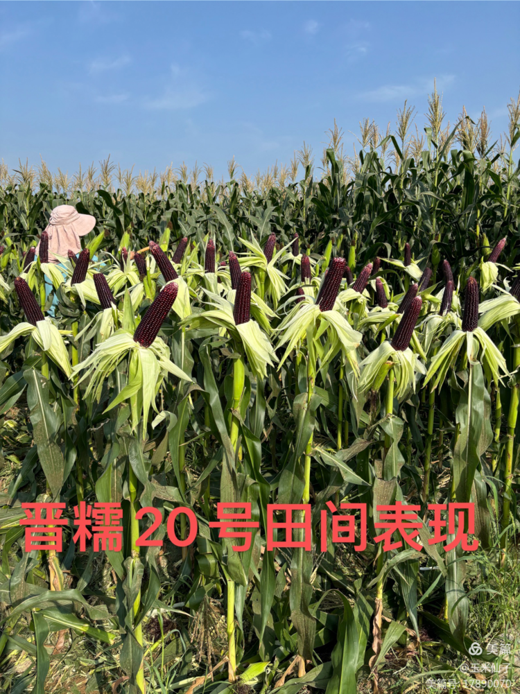 云南玉米一年能种几茬(云南玉米一年可以种几次)