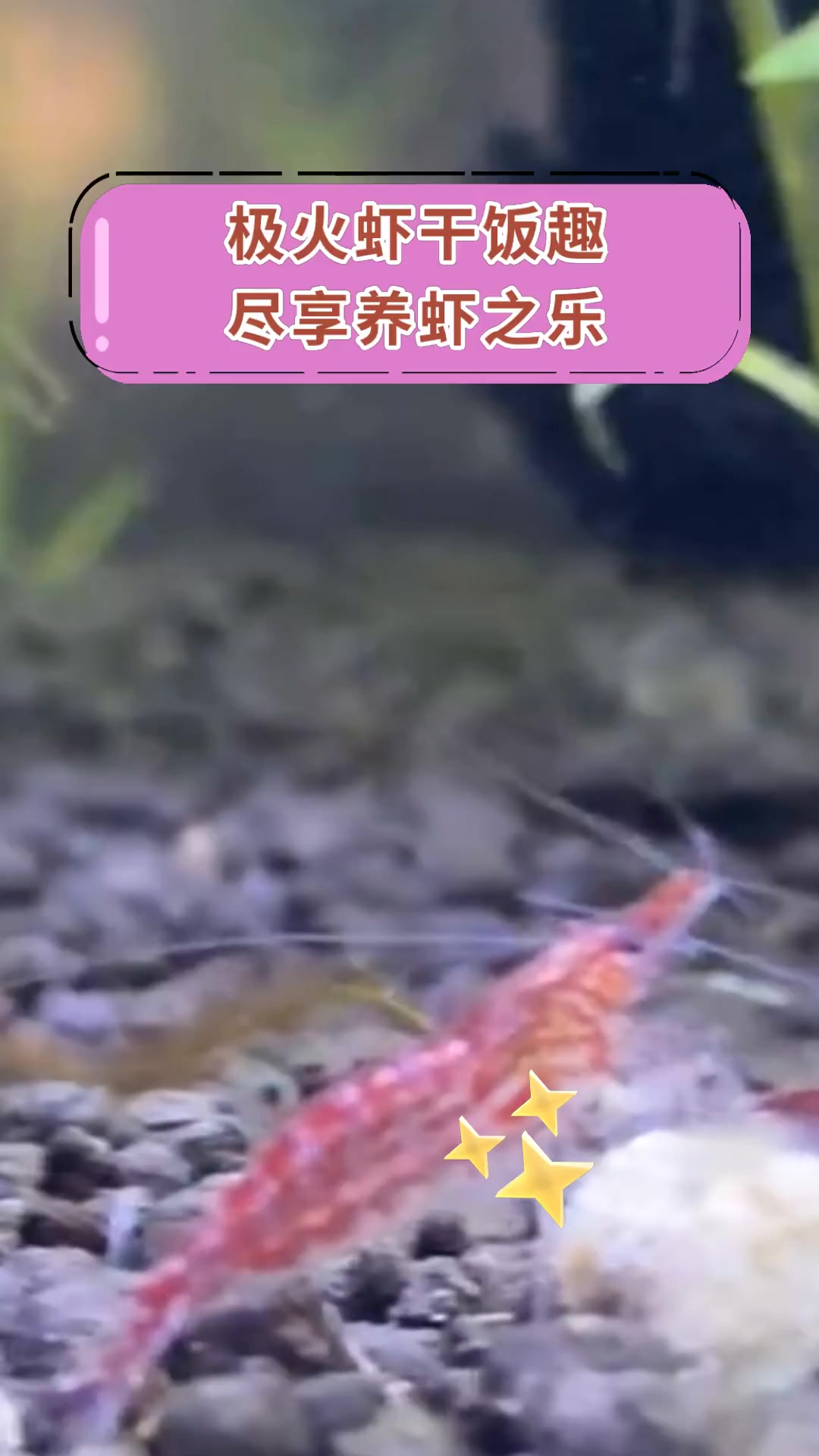 极火虾养殖技术(极火虾小虾怎么养)