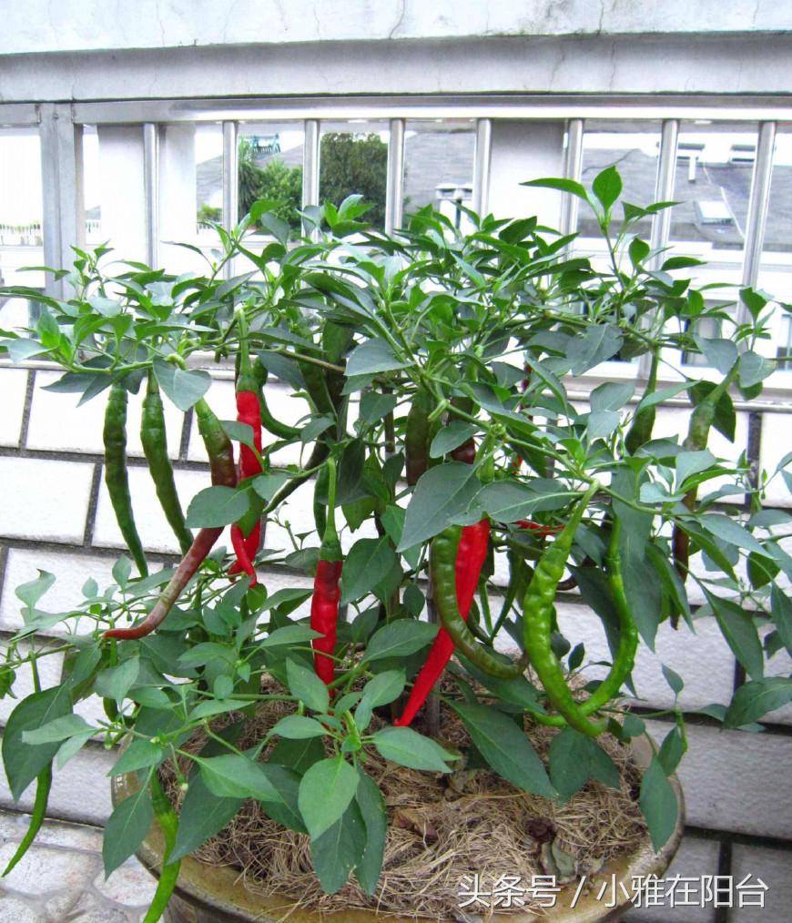 凉台种植蔬菜(凉台种植蔬菜示范视频)