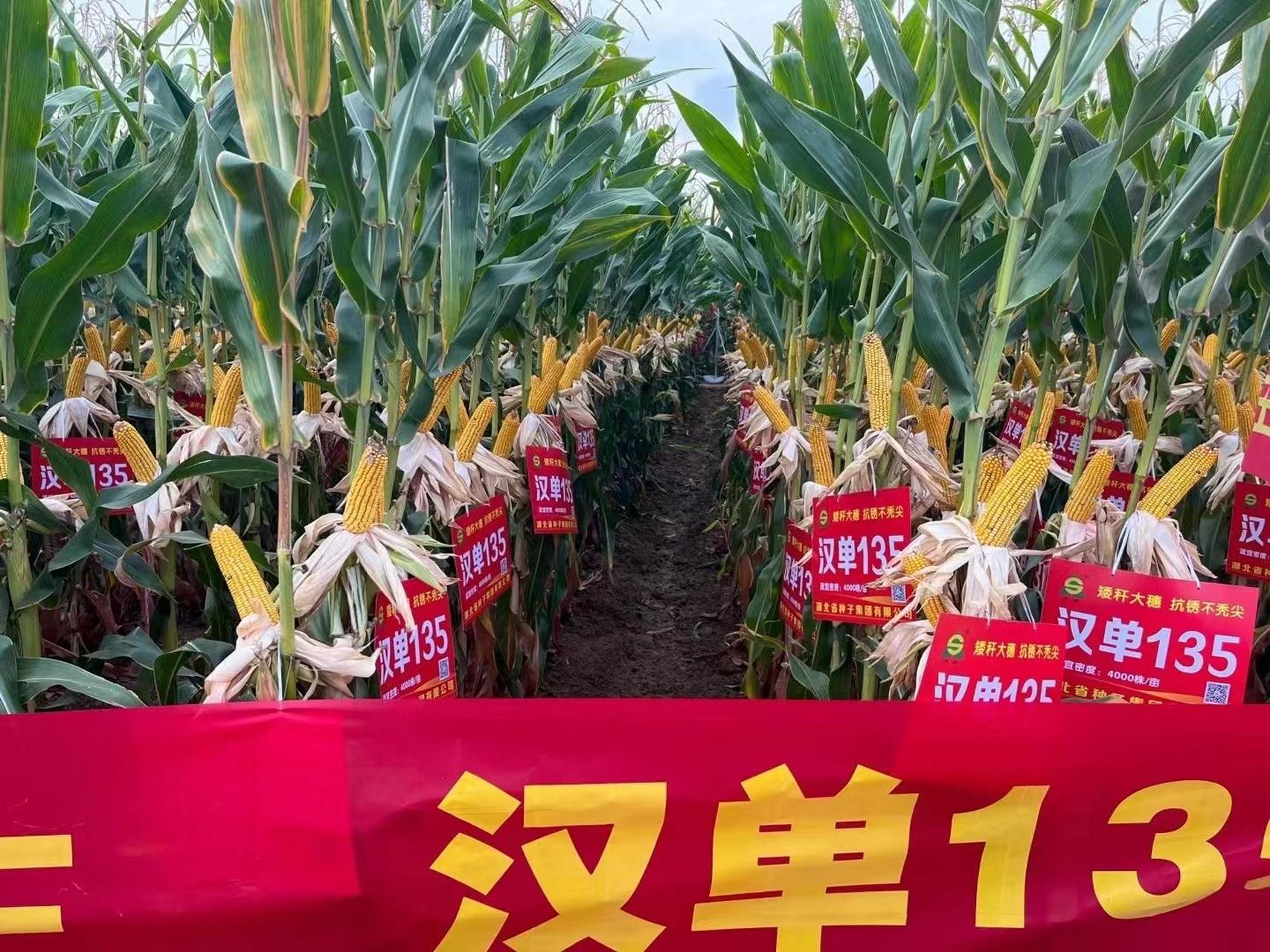 2020国审玉米品种(2020即将国审玉米种)