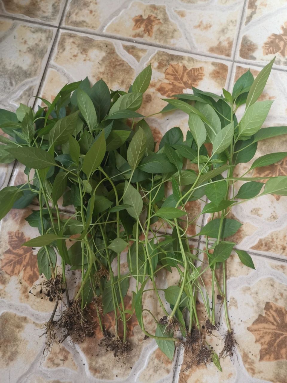 青椒种(青椒种植温度)