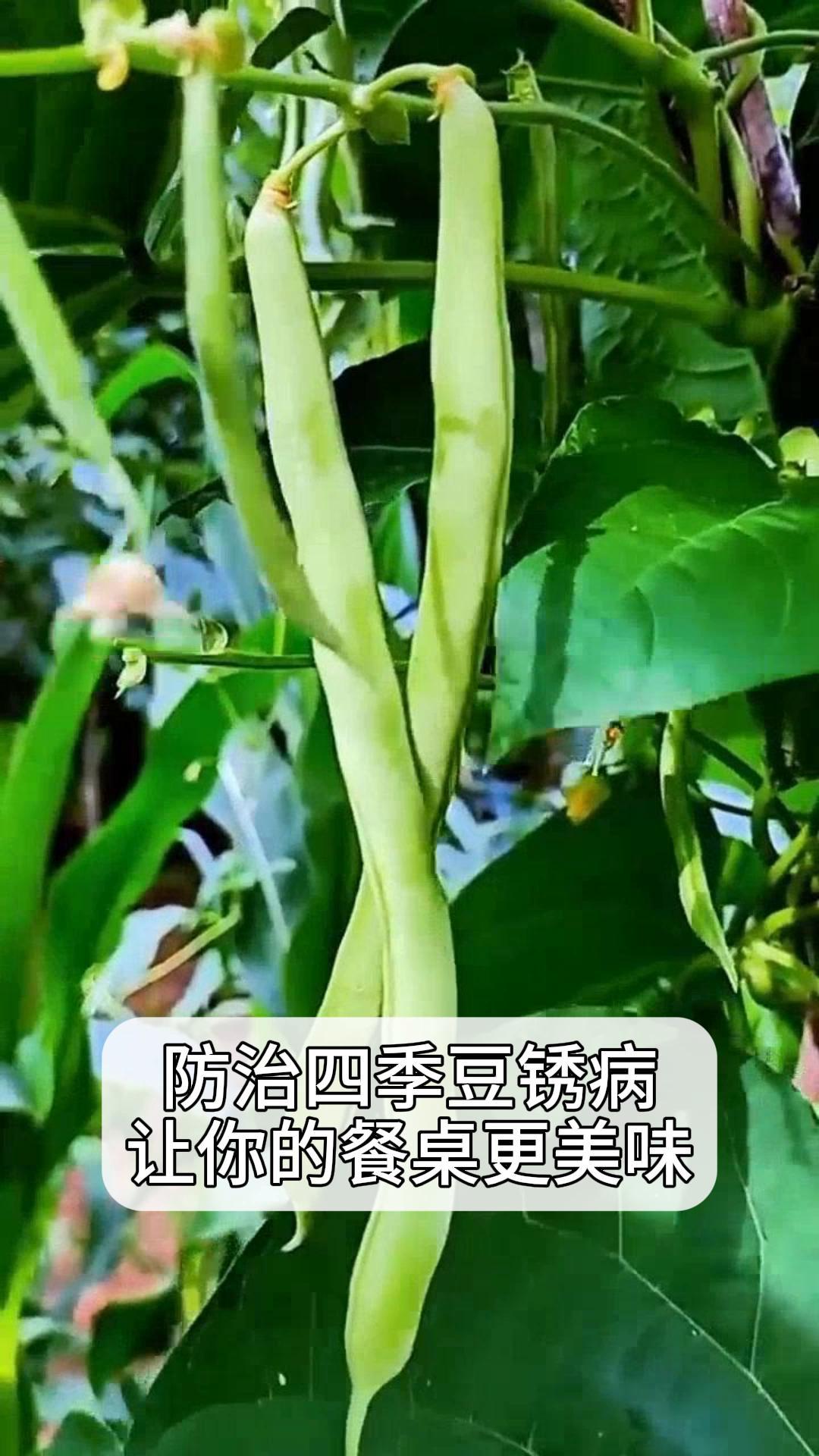 四季豆病虫害防治(四季豆病虫害防治措施)