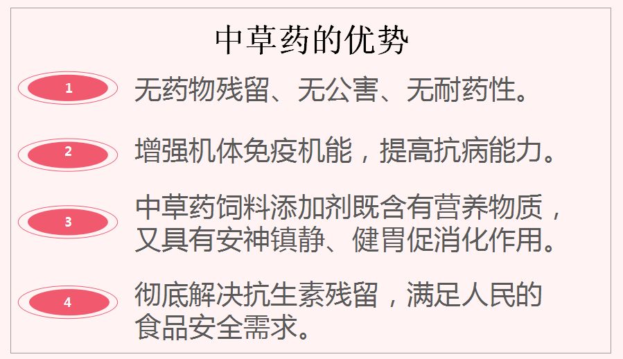 蛋鸡无抗养殖技术(蛋鸡无抗养殖技术视频)