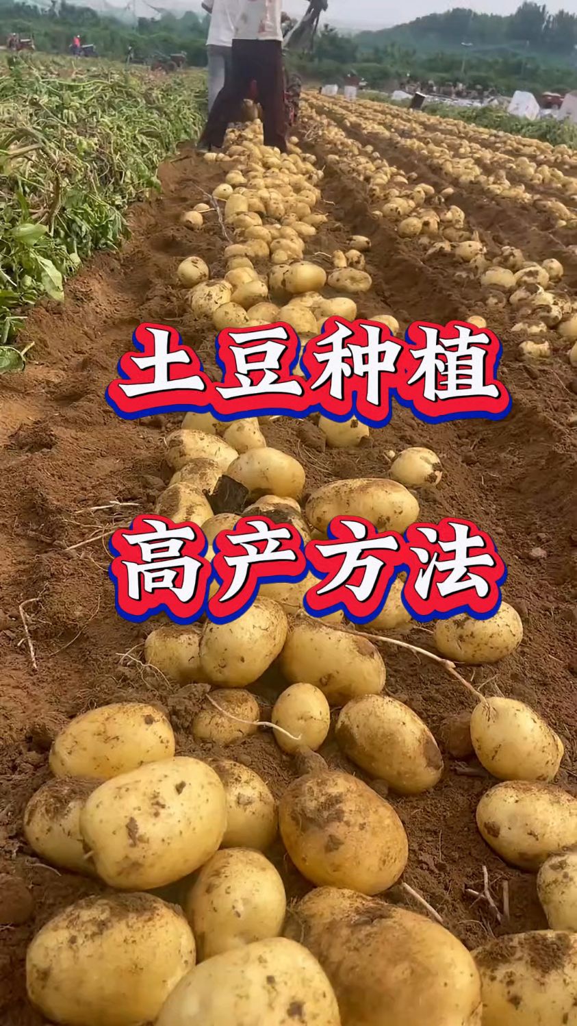 大棚土豆种植时间和方法(大棚土豆种植时间和方法土豆多少天收获)