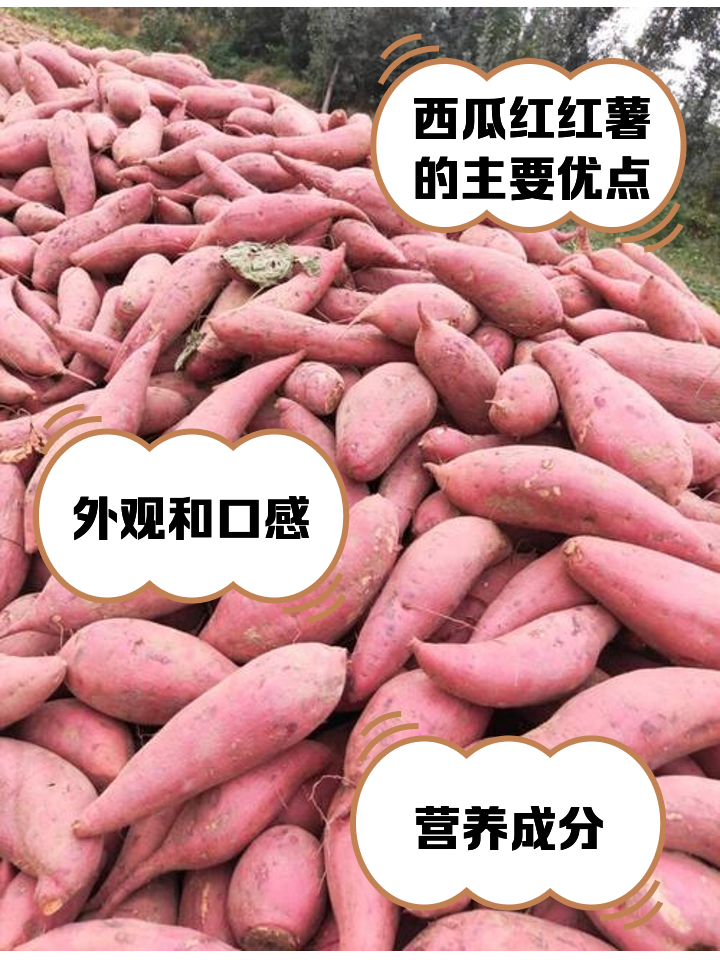 西瓜红高产栽培技术(西瓜红种植方法视频教程)