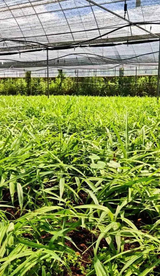白芨种植的方法(白芨种植方法及亩产量)