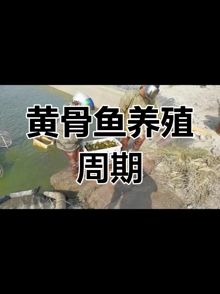 冬季小黄骨鱼养殖技术(冬季小黄骨鱼养殖技术与管理)