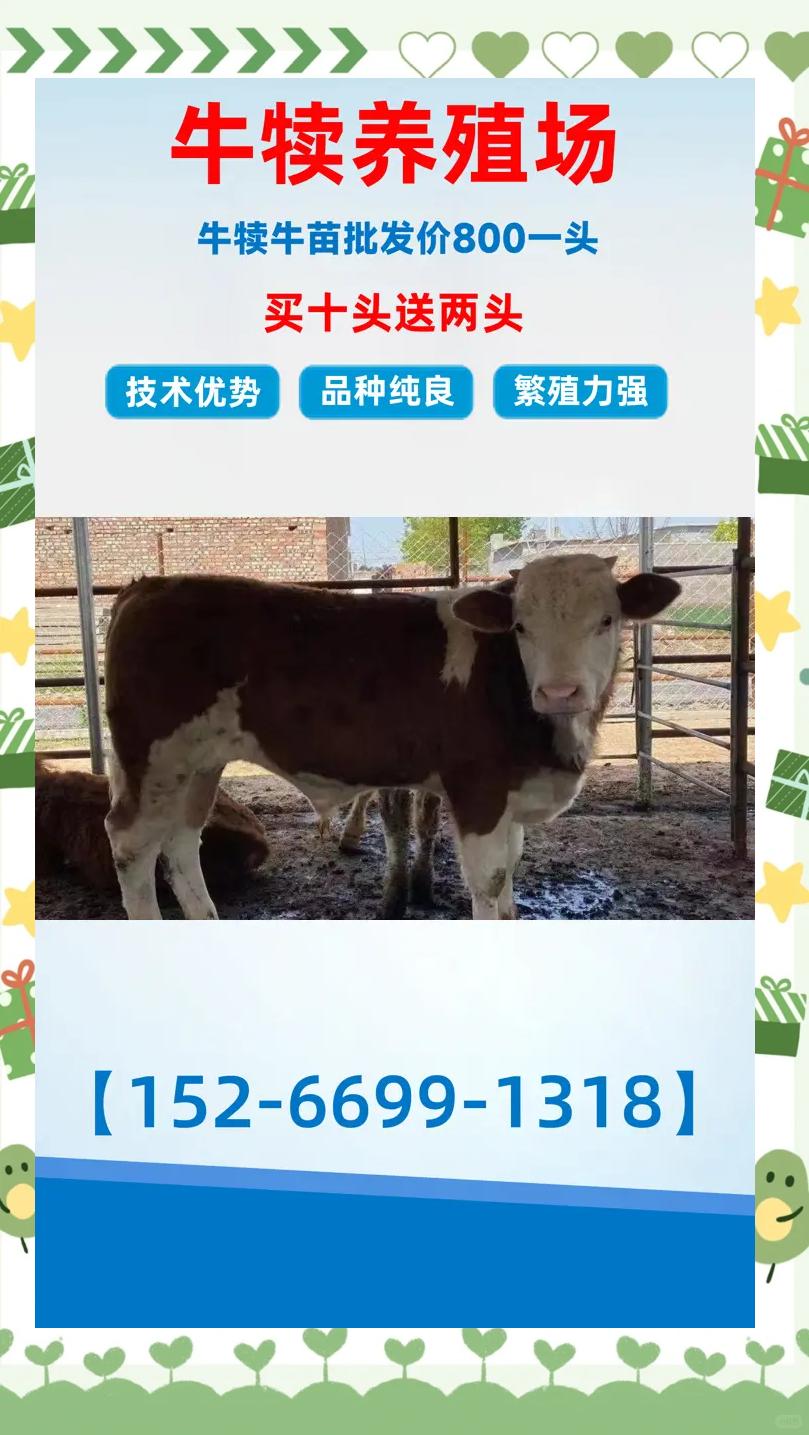 黄牛养殖技术(黄牛养殖技术视频播放)