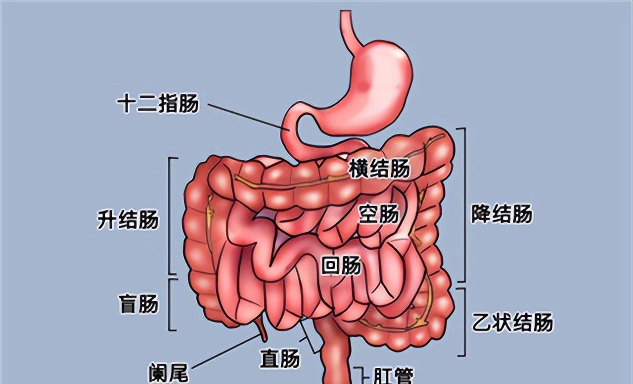 大便储存在哪里(大便储存在哪里发酵产生的气体就是屁)