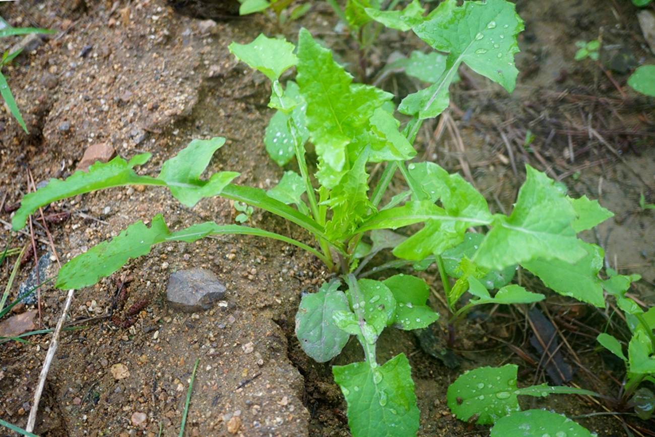 苦菊菜种植(苦菊菜种植能过冬吗)