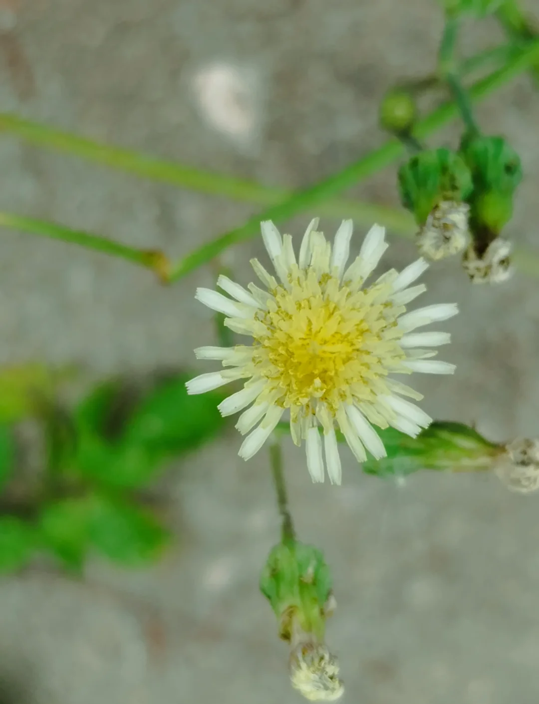 苦菊菜种植(苦菊菜种植能过冬吗)