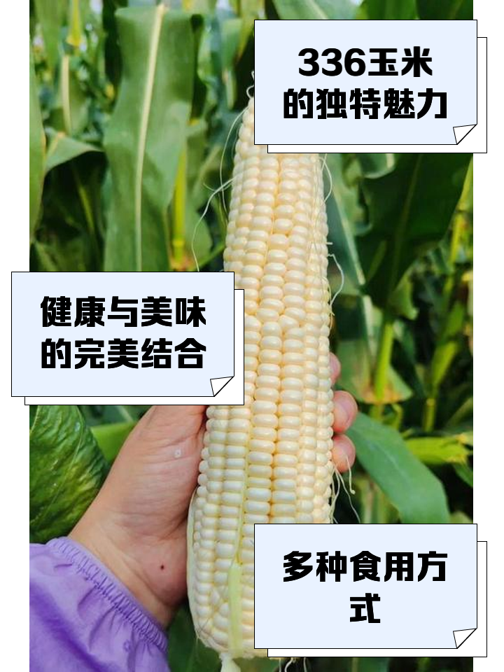 渭研6000玉米种简介(渭研6000玉米品种审定公告)
