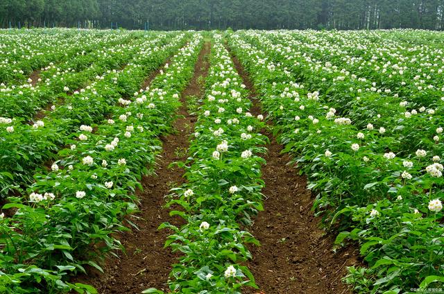 土豆怎么样种植(土豆怎么样种植视频)