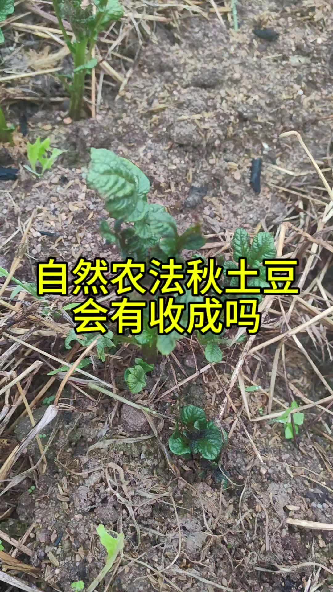 湖南种土豆的最佳时间(湖南土豆种植时间和生长期)