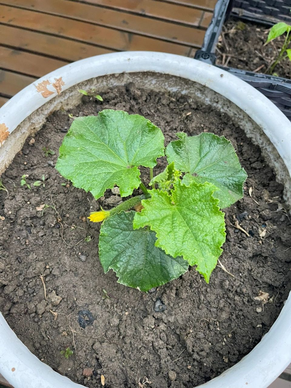 包含种植黄瓜要不要掐顶的词条