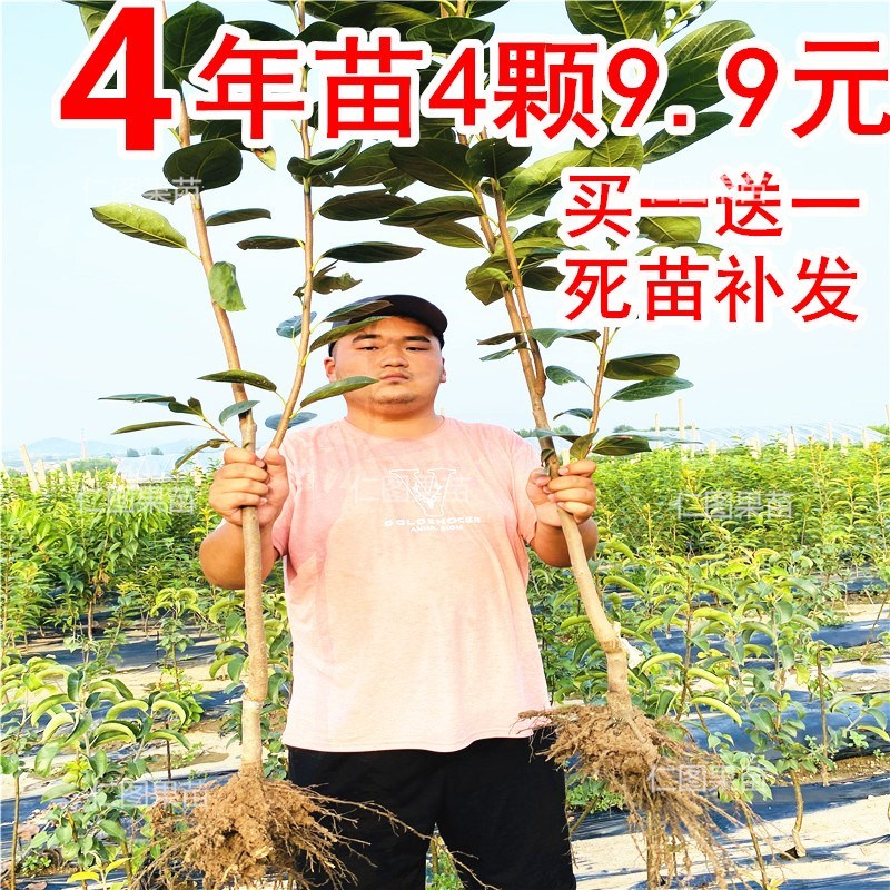 柿子苗怎么培育(柿子苗的培育方法)