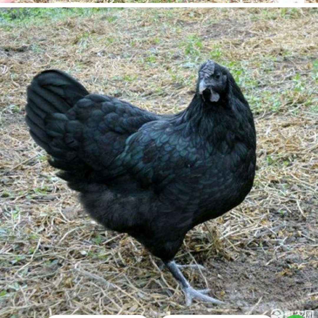 包含肉鸡饲养,养殖五黑鸡苗,,1.24,2,高,其他的词条