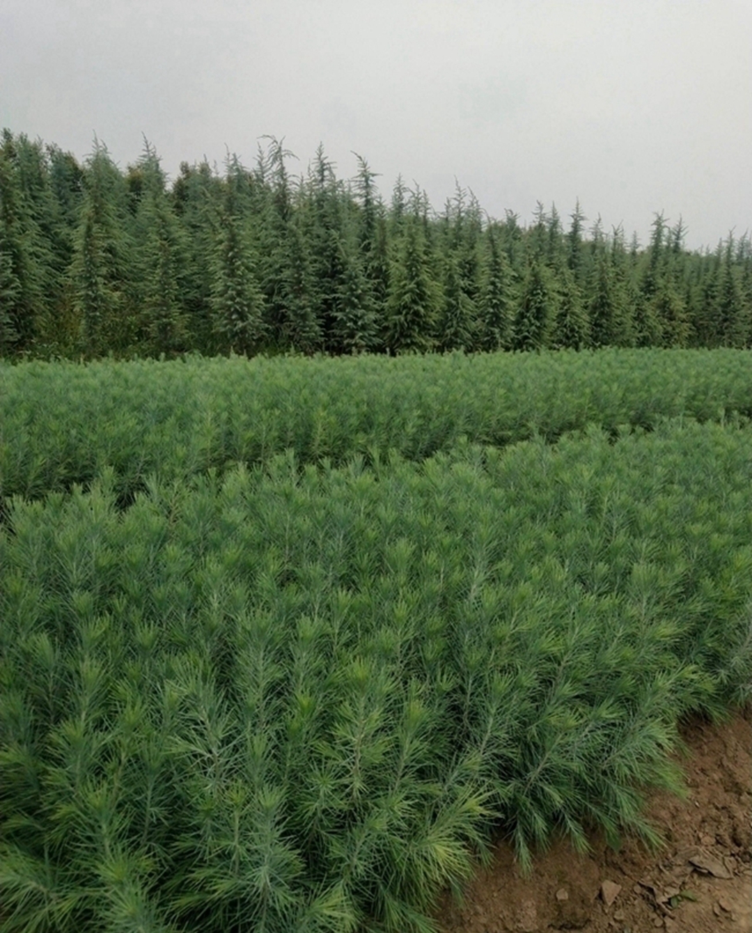 雪松育苗(雪松种子怎样育苗)