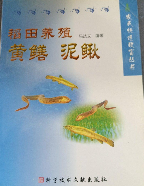 稻田泥鳅的养殖方法(稻田养泥鳅田间设计图)