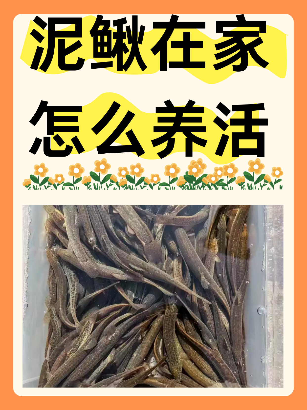 稻田泥鳅的养殖方法(稻田养泥鳅田间设计图)