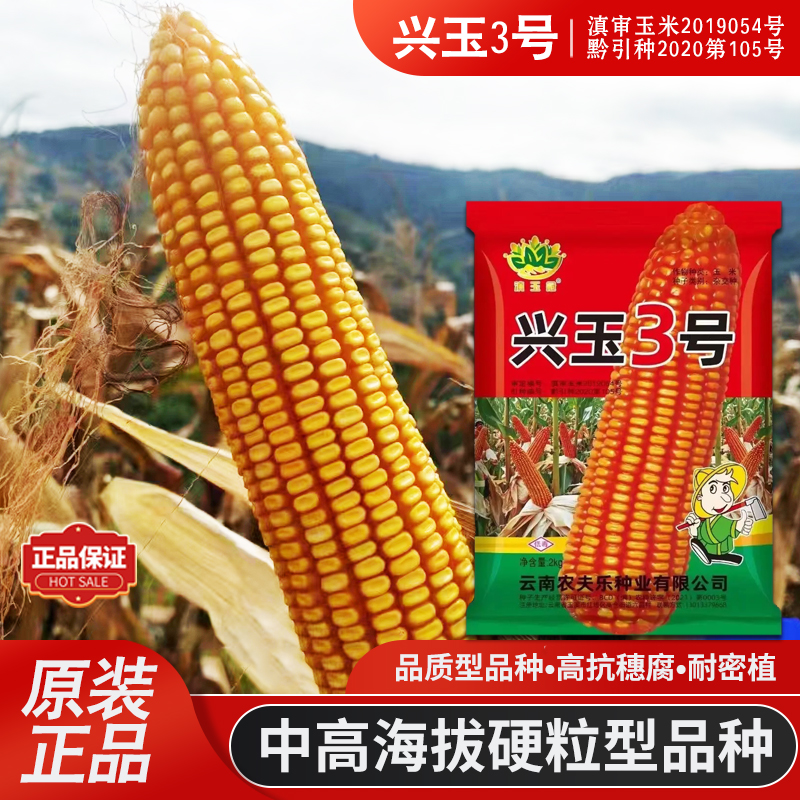 贵州高产玉米品种(贵州高产玉米品种介绍)